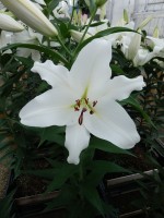 [5621 VH51 No02.JPG]